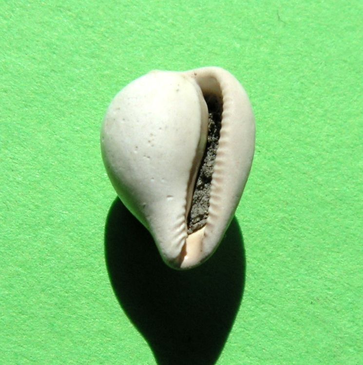 Triviidae - † Erato voluta Montagu, 1803 - Plaisancien (?) Erotvo12