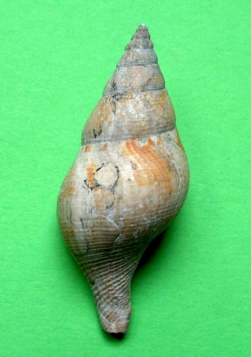 Buccinidae - † Euthria cornea (Linné, 1758) - Plaisancien Italien/Niçois Euthco10