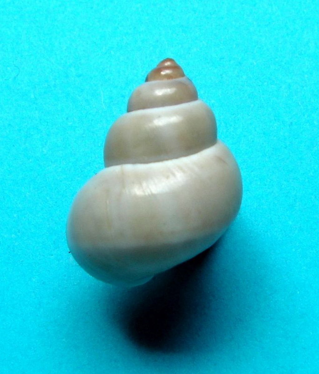 Filopaludina martensi - (Frauenfeld, 1865) Filoma10