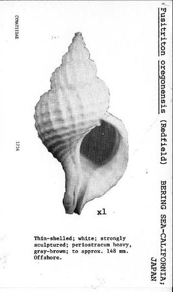 Cymatiidae Fusitriton oregonensis (Redfield, 1846)  Forego11