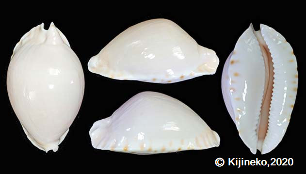 Zoila marginata nudispira - Lorenz, 2020 Gallar15