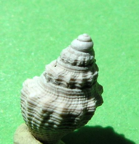 Borsoniidae - † Genotia bonellii (Bellardi, 1847) - Plaisancien Italie Genobo10