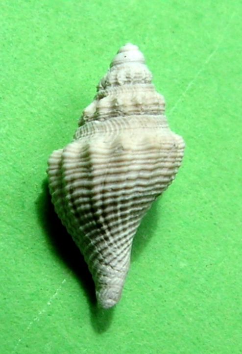 Borsoniidae - † Genotia bonellii (Bellardi, 1847) - Plaisancien Italie Genobo11