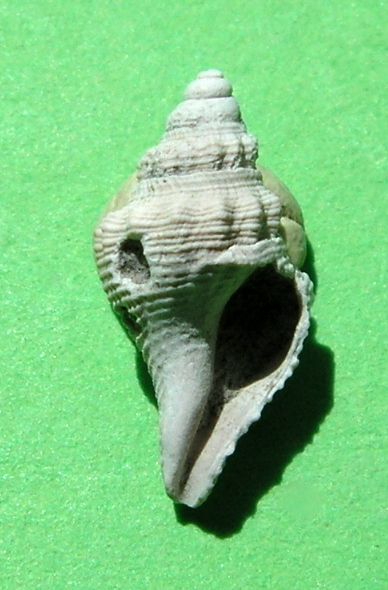 Borsoniidae - † Genotia bonellii (Bellardi, 1847) - Plaisancien Italie Genobo12