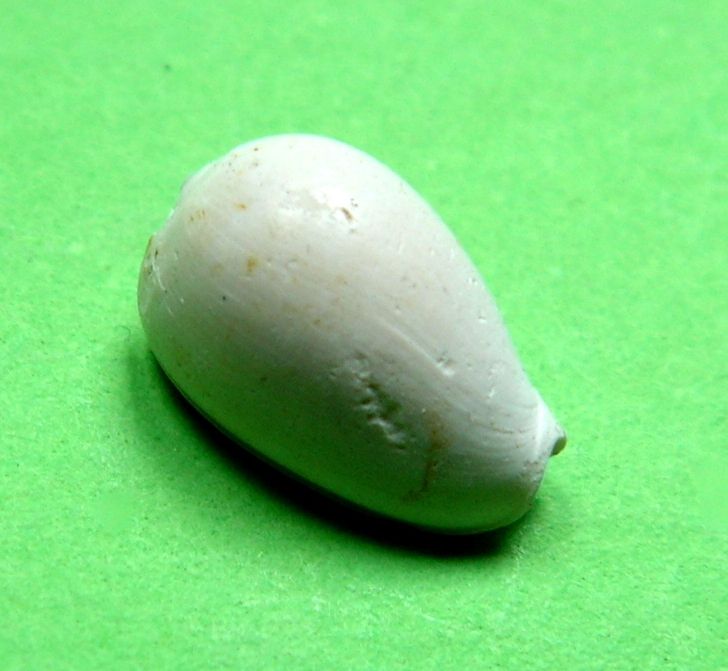 Marginellidae - † Gibberula ovulata polyptycta (COSSMANN, 1889) - Plaisancien (Italie) ou du Bassin Parisien (?) Gibovp10