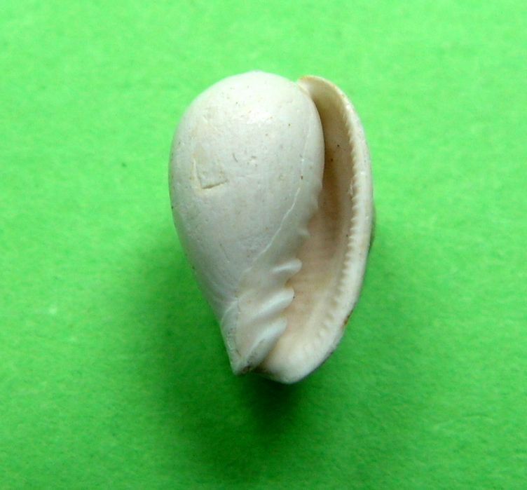 Marginellidae - † Gibberula ovulata polyptycta (COSSMANN, 1889) - Plaisancien (Italie) ou du Bassin Parisien (?) Gibovp11