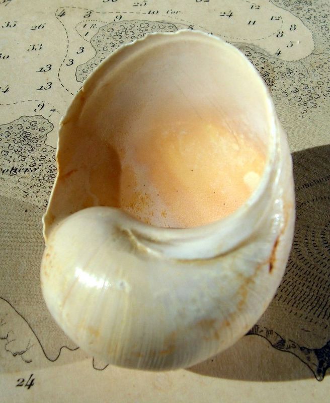 Ampullinidae - † Globularia sigaretina (Lamarck, 1804) - Lutétien (Bassin Parisien) Globsi12