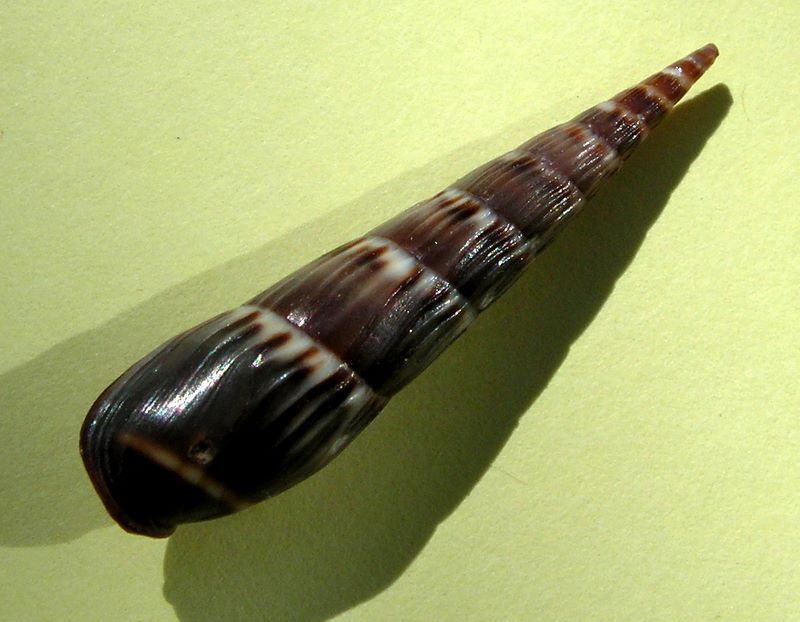 Hastula matheroniana - (Deshayes, 1859) Hasmat11