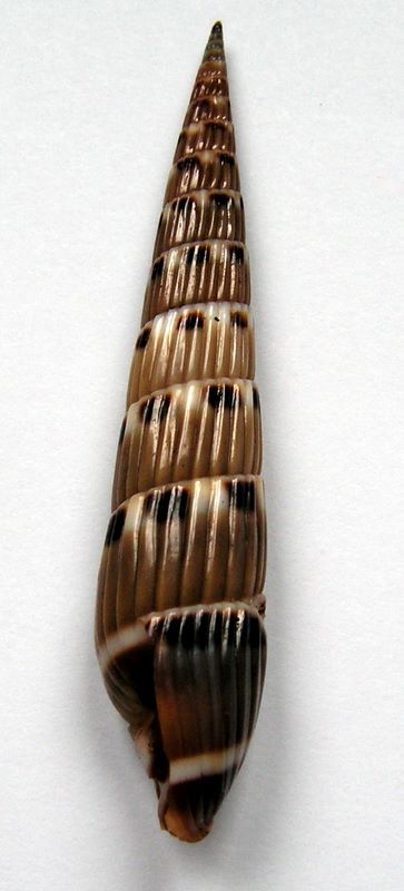Hastula strigilata - (Linnaeus, 1758) Hastri11