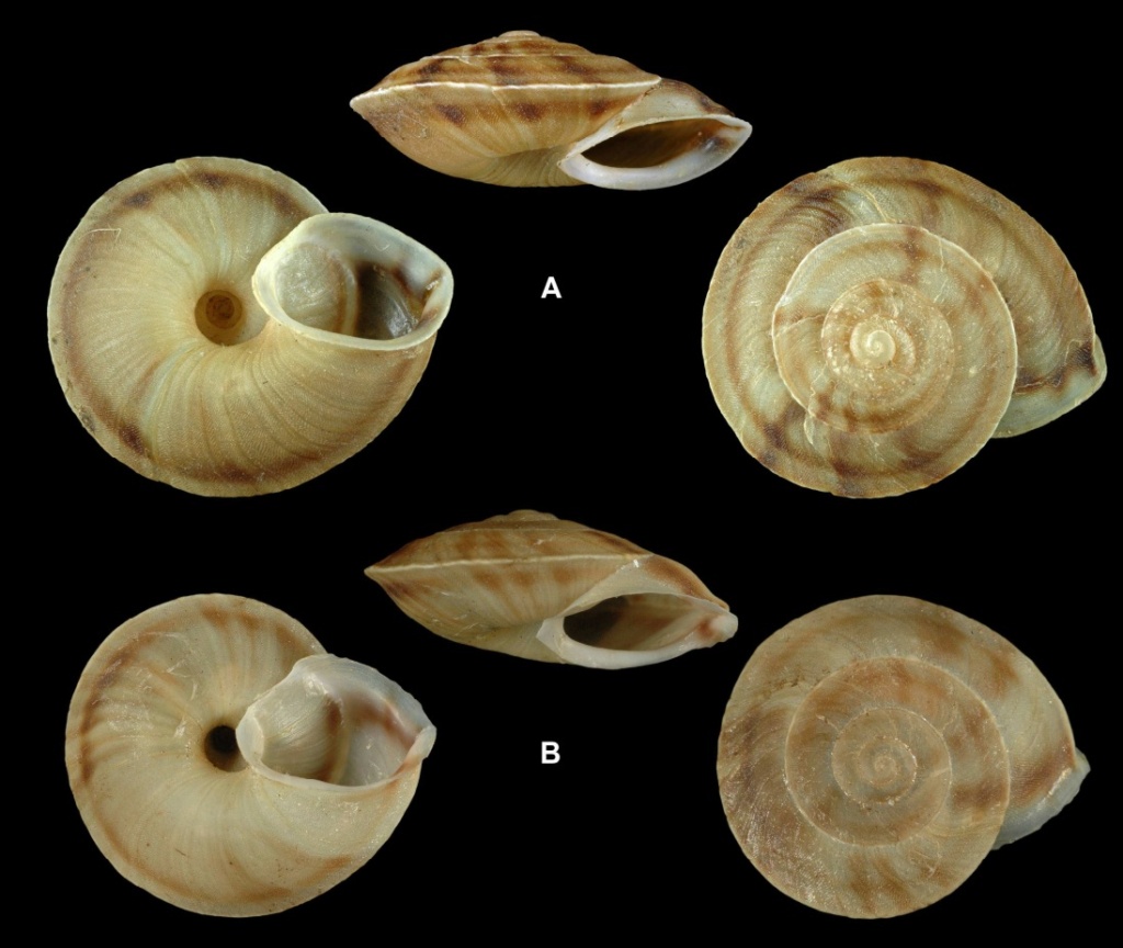 Helicigona lapicida lapicida et H. lapicida andorrica - la différence de sous-espèces Helici10