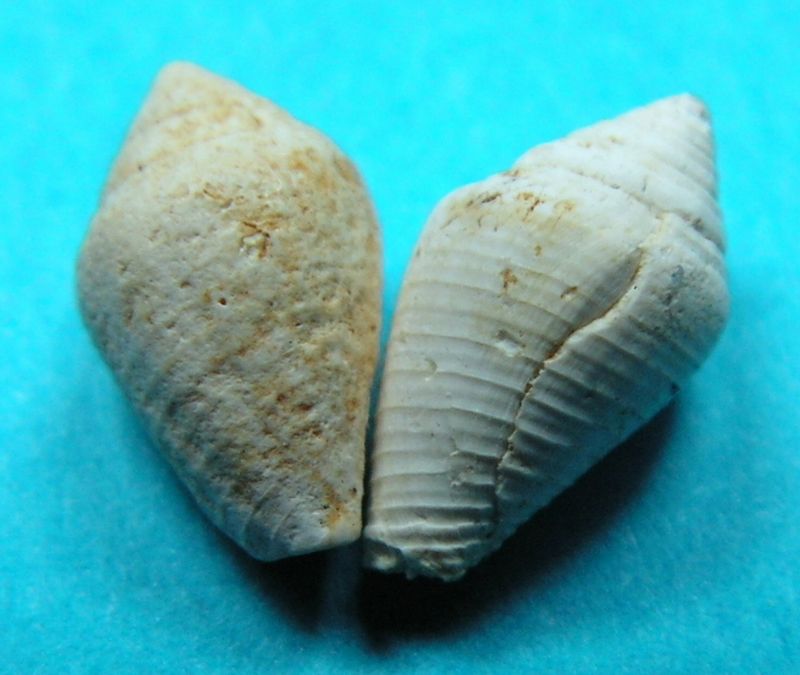Hemiconus stromboides - Conidae - † Hemiconus granulifer (Grateloup, 1835) - Aquitanien (St Martin d'Oney 40 ?) Hemigr14