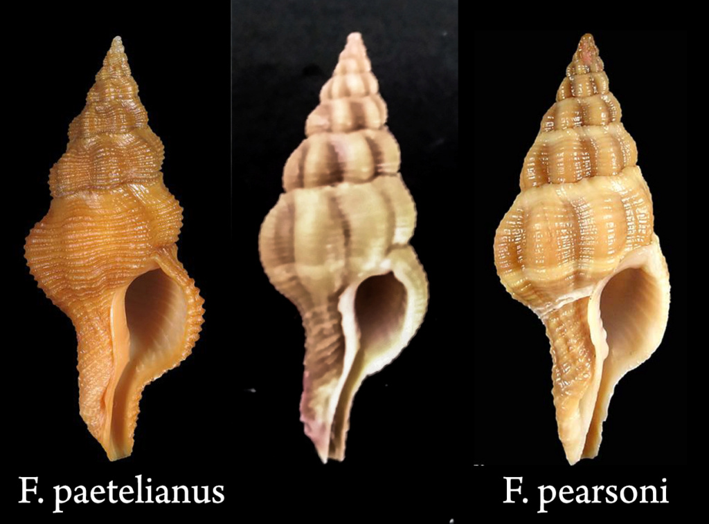 Fusolatirus pearsoni (Snyder, 2002) Instas13