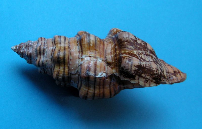 Latirus gibbulus - (Gmelin, 1791) Latigi12