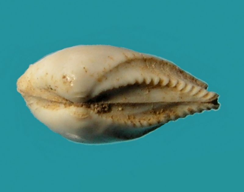 Corbulidae - † Leda emarginata (Lamarck, 1819) Ledaem11