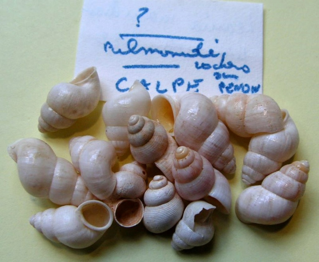 Leonia mamillaris (Lamarck, 1822) Leonma11