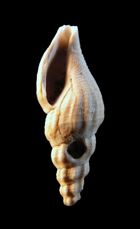 Mangeliidae - † Mangelia (Atoma) cf costata (Peyrot, 1932) - (Merignac) Mangco13