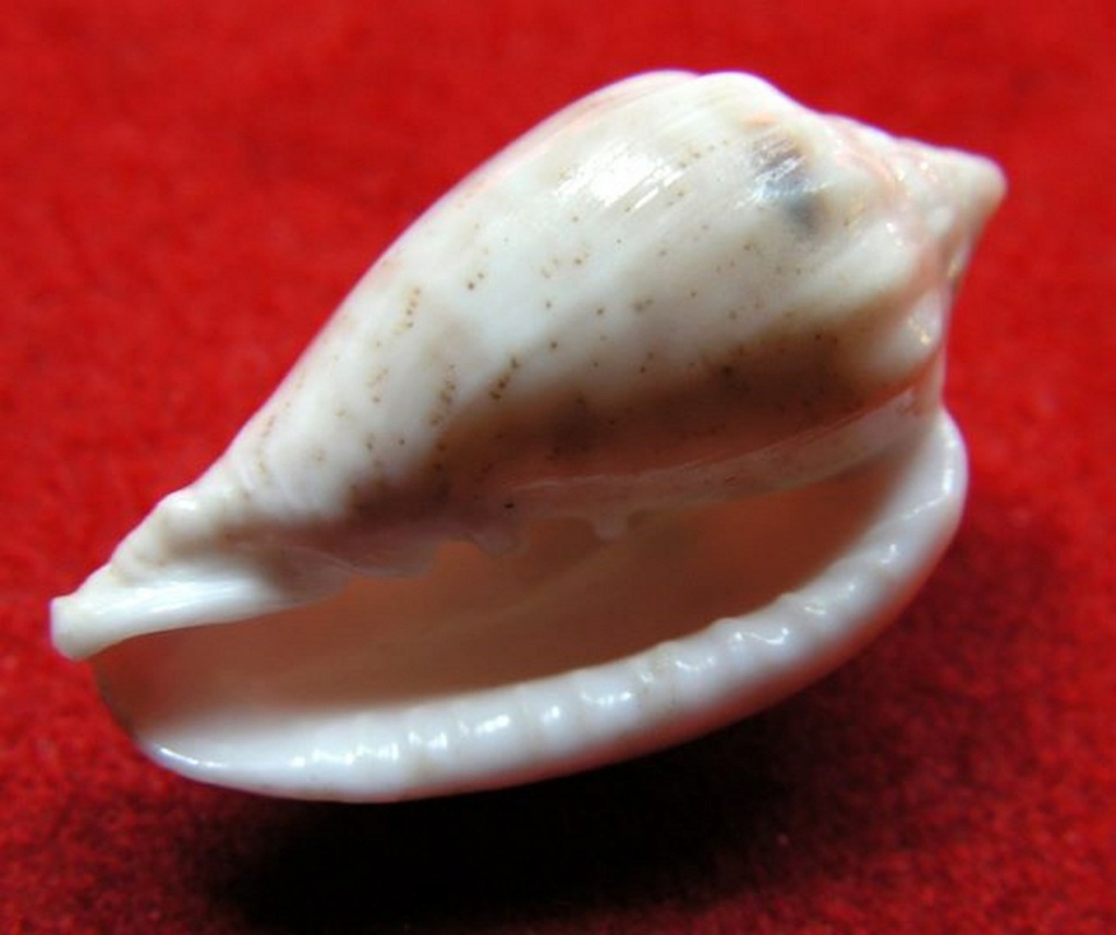 Glabella denticulata (Link, 1807) Marden11