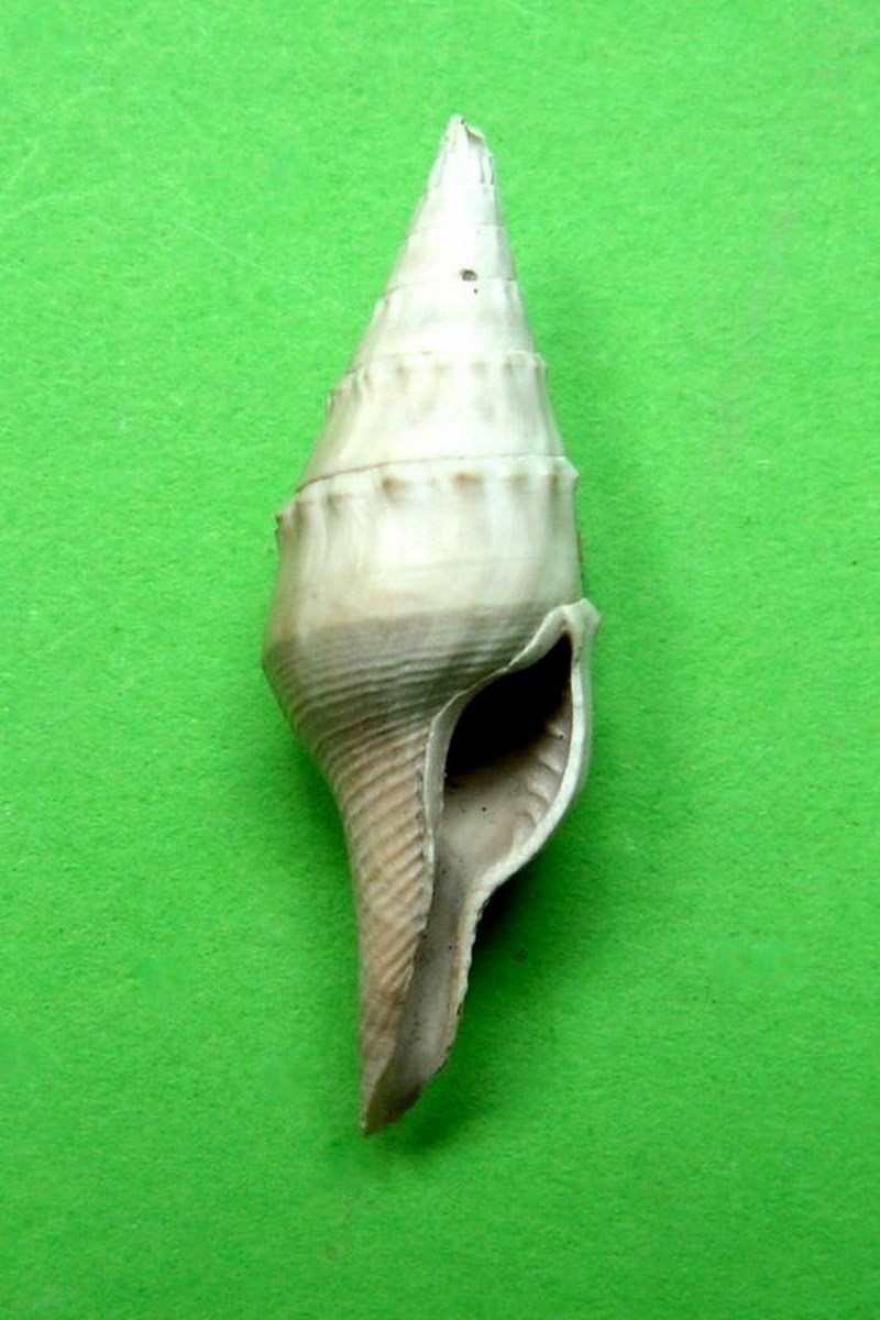 Columbellidae - † Mitrella thiara (Brocchi, 1814) - Plaisancien de Haute-Provence Miteth10