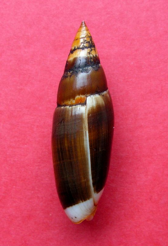 Swainsonia casta (Gmelin, 1791) Mitfus10