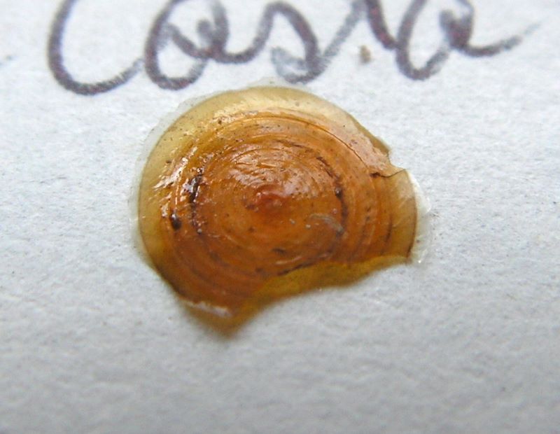 Phorcus lineatus (da Costa, 1778) Monoli13