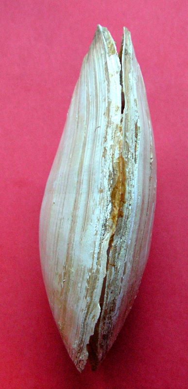 Myidae : Mya arenaria Linnaeus, 1758  Myaren13