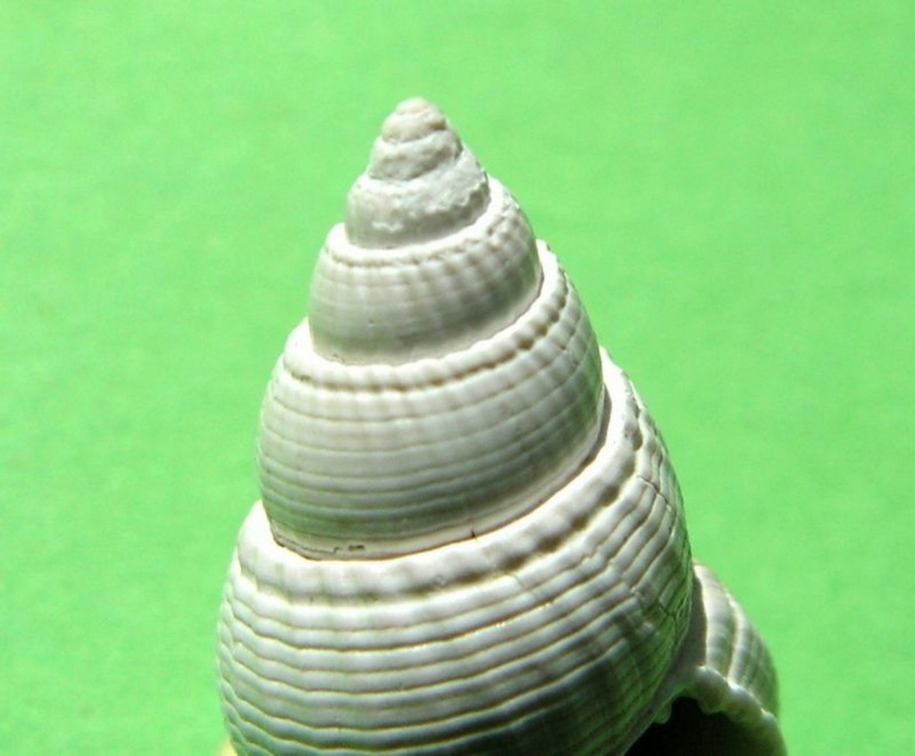 Nassariidae - † Nassarius cossmanni (Depontailler, 1878) Nassco13