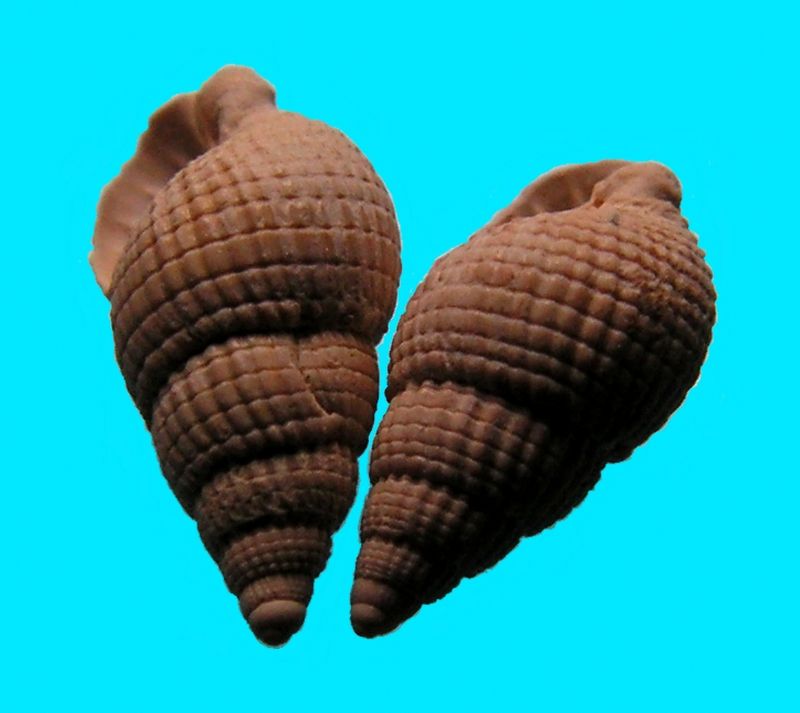 Nassariidae - † Nassa (Amycla) duvergieri (Peyrot, 1924) C&P LXXVII 3/78-80 - (Mérignac) Nassdu10