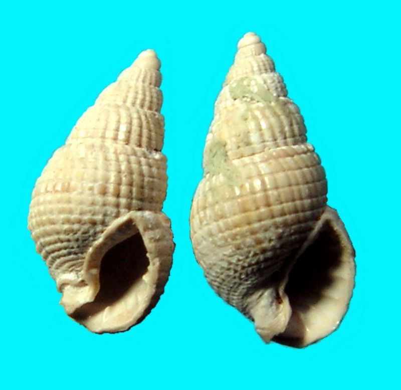 Nassariidae - † Nassa (Amycla) duvergieri (Peyrot, 1924) C&P LXXVII 3/78-80 - (Mérignac) Nassdu11