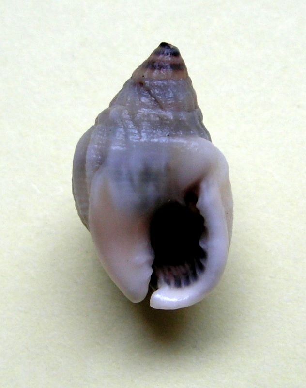 Nassarius venustus (Dunker, 1847) Nasven11