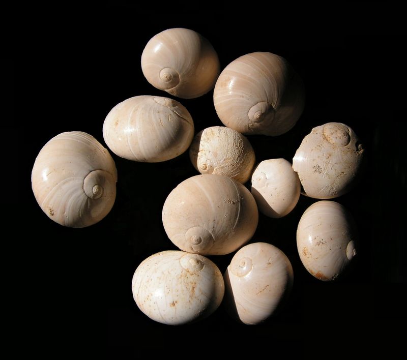 Naticidae - † Natica subglaucinoides, d'Orbigny 1852 - Burdigalien sup. de Gironde Natisu11