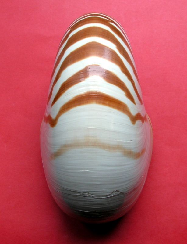 Nautilus repertus Iredale, 1944 - nomen dubium  Nautre12