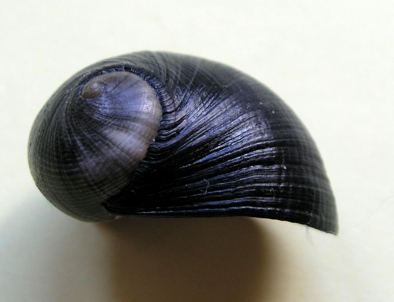 Nerita atramentosa - Reeve, 1855 Neriat13