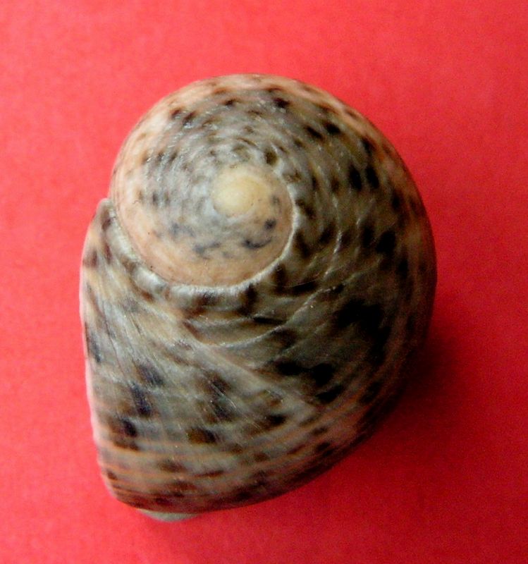 Nerita neritopsoides Reeve, 1855 Neripo12