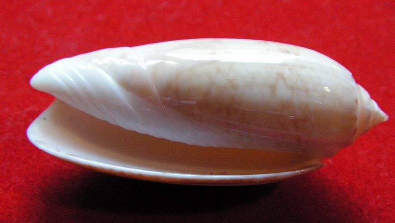 Americoliva sayana f. citrina (Johnson, 1911) - Worms = Americoliva sayana (Ravenel, 1834) O_sayc10