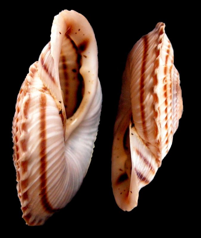 Obba rota (Broderip, 1841)