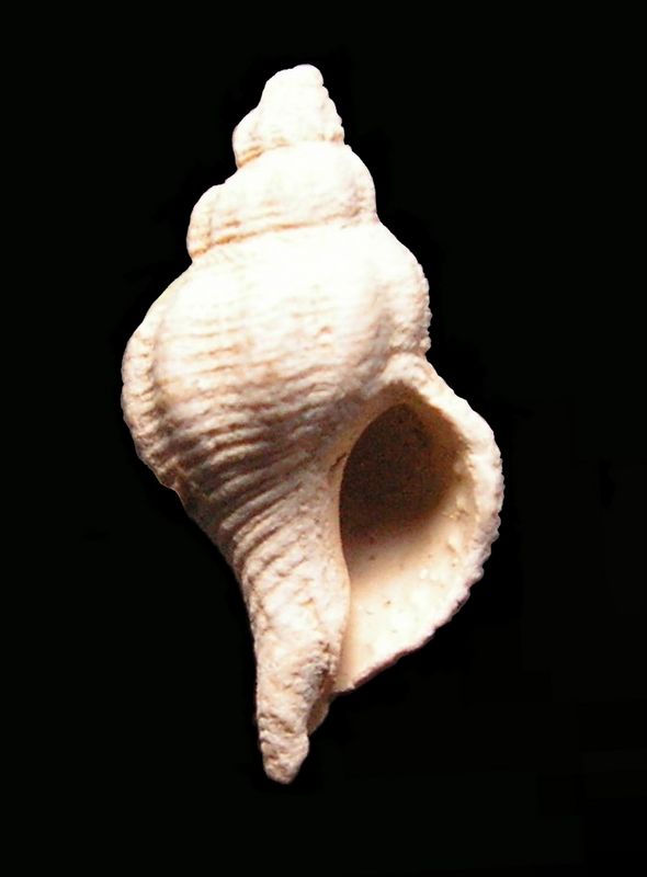 Muricidae - † Ocenebra renierii (Michelotti, 1842) - Burdigalien d' Aquitaine Ocenre10