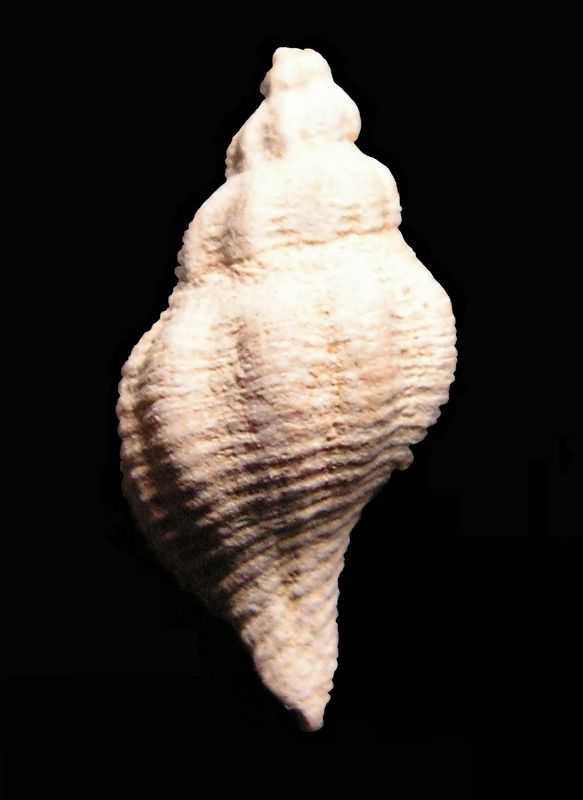 Muricidae - † Ocenebra renierii (Michelotti, 1842) - Burdigalien d' Aquitaine Ocenre11