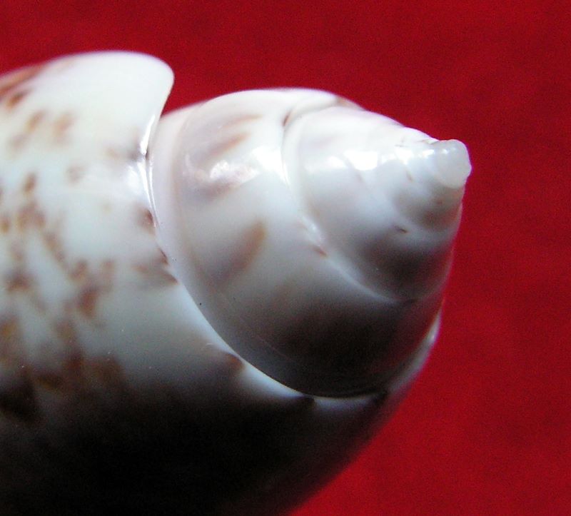 Miniaceoliva emeliodina (Duclos, 1845) - Worms = Oliva emeliodina Duclos, 1845 Olemel10