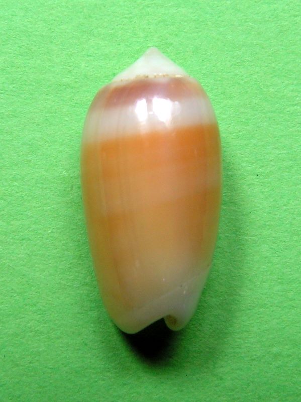 Galeola carneola f. trichroma (Dautzenberg, 1927) - Worms = Oliva carneola (Gmelin, 1791) Olicar15