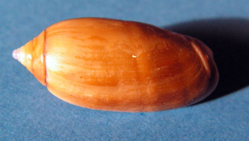Americoliva flammulata castanea (Dautzenberg, 1910)  - Worms = Oliva flammulata Lamarck, 1811 Olifla10