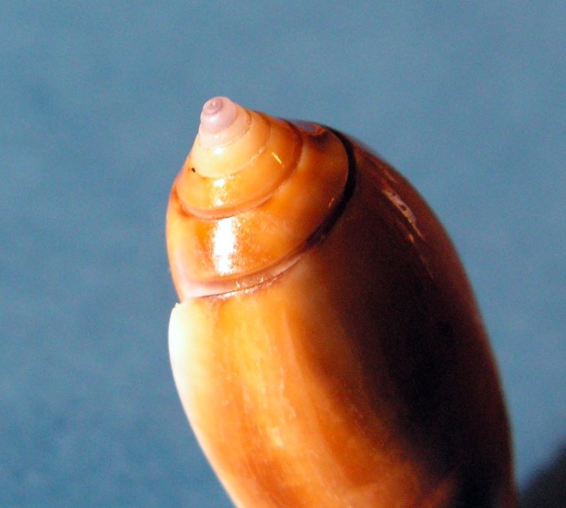 Americoliva flammulata castanea (Dautzenberg, 1910)  - Worms = Oliva flammulata Lamarck, 1811 Olifla11