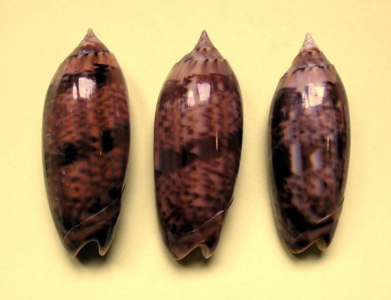 Miniaceoliva concinna f. kremerorum (Petuch & Sargent, 1986) Olifum10