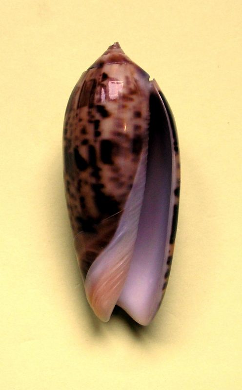 Miniaceoliva concinna f. kremerorum (Petuch & Sargent, 1986) Olifum12
