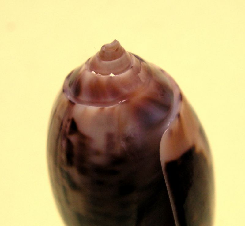 Miniaceoliva concinna f. kremerorum (Petuch & Sargent, 1986) Olifum13