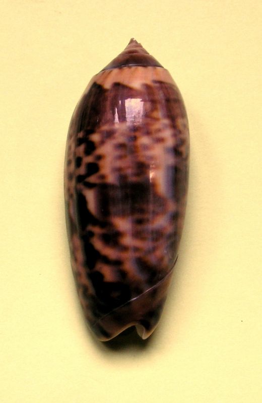Miniaceoliva concinna f. kremerorum (Petuch & Sargent, 1986) Olifum14