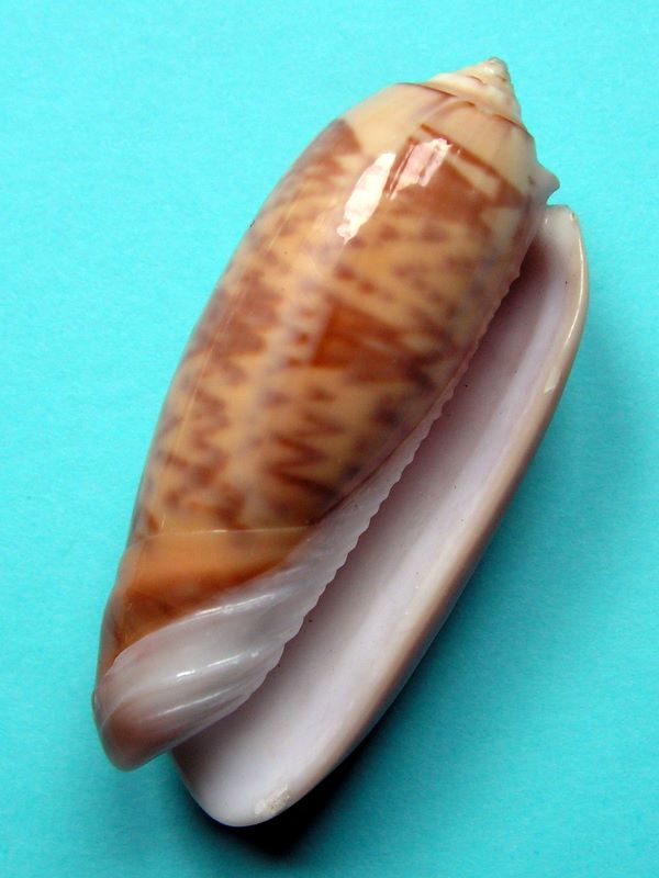 Miniaceoliva irisans irisans (Lamarck, 1811) - Worms = Oliva irisans irisans Lamarck, 1811 Olihir10