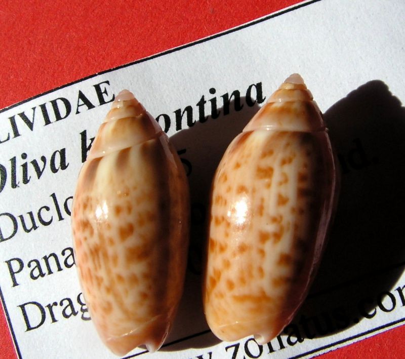 Olividae - Olivinae : Felicioliva kaleontina (Duclos, 1835) Olikal10