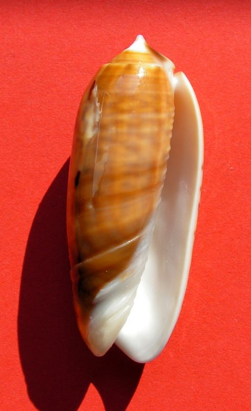Miniaceoliva irisans f. fordii (Johnson, 1910) Olirif12