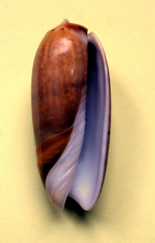Miniaceoliva irisans f. cryptospira (Ford, 1891)  Oliris12