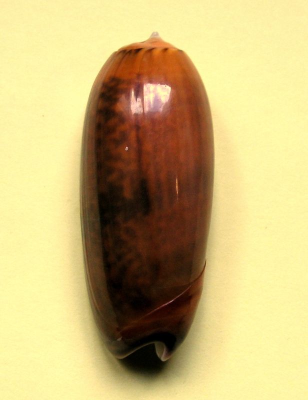 Miniaceoliva irisans f. cryptospira (Ford, 1891)  Oliris13